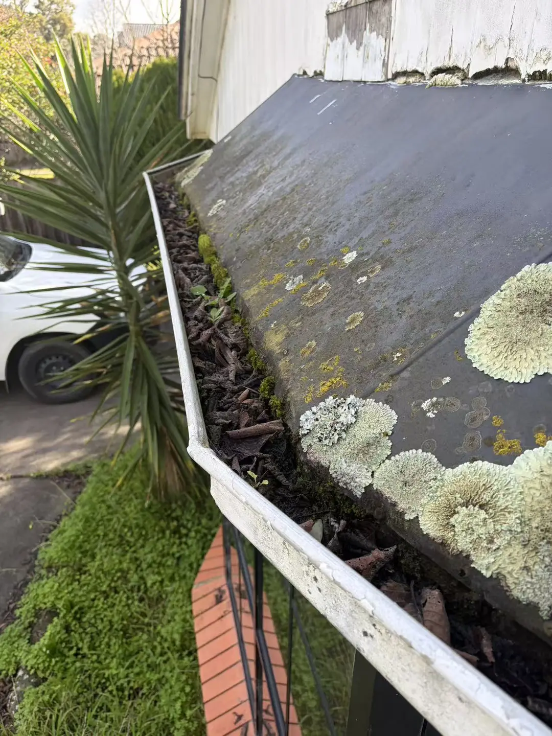 Perimeter gutter packed with leaves and organic debris before cleaning